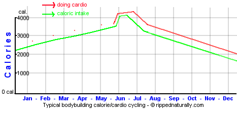 Typical Bodybuilding Calorie and Cardio Cycling